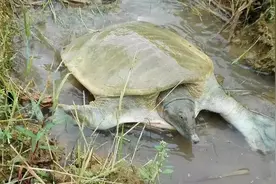 “下山野鸡不要追，上岸甲鱼莫伸手”是啥意思？有没有科学依据？图片