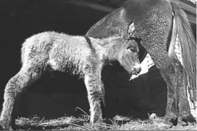 骡子怀孕必死？骡子为什么无法生育？其实都是“马和驴”惹的祸图片