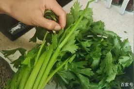 吃芹菜为什么不吃叶子？或许很多人都不清楚，看完转告爸妈图片