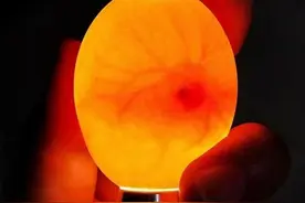 鸡蛋里主要是蛋白质，那未孵化的小鸡发育骨骼需要的钙从哪来？图片