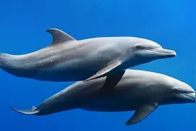 海豚怎么交配？科学家：它们极具侵略性！某处器官与人类很相似图片