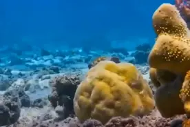 广西渔民误捕鲛人，人身鱼尾吓坏船员，传说中的人鱼真的存在吗？图片