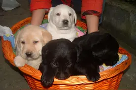 据说狗狗如果有这些特征，会带来“好运气”图片