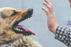 对付“恶狗”这样做，就算是猛犬类，也能够轻松制服它图片