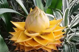 金灿灿的“神秘巨物”花，家家户户都可以养，平常人却见都没见过图片