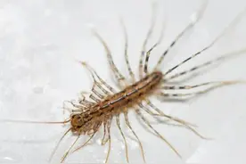 招财还是破财？在家里发现了像蜈蚣又不是蜈蚣的虫子图片