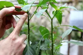 辣椒整枝有啥讲究？讲方法也要重细节，促丰产，牢记“4-3法则”图片