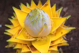 5种“奇特花”，一般不开花，开花开半年，花朵比脸盘还大图片