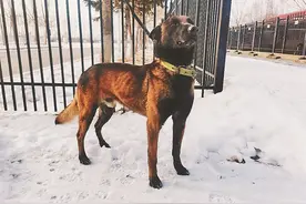 黑龙江省3头警犬入选国家首批“功勋犬”！探秘龙江“功勋犬”的“进阶”之路图片