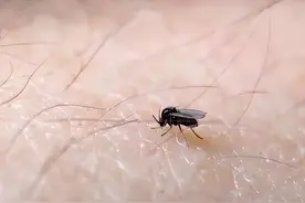 把牛活活吸干血液而死，人被咬一口痛痒难忍，这种小虫真恐怖图片