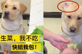 狗狗吃烤肉能有多讲究？急得它直翻耳朵：不包生菜的烤肉我不吃图片