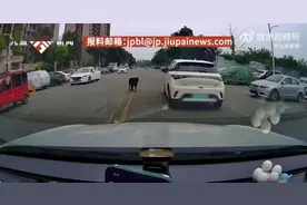 奇迹发生！黑狗找到，女孩昏迷！医院专家震惊！图片