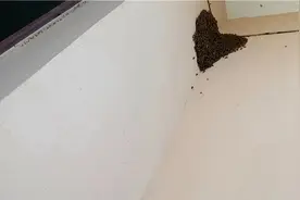 将马蜂窝“一网打尽”，消除居民烦心事图片