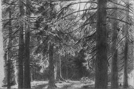 灰白色的林间微风——希施金素描图片