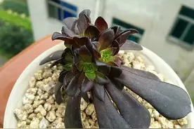 一棵多肉法师，“一招”让它变20棵，鲜艳漂亮茂盛像“手捧花”图片