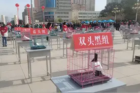 新疆焉耆发力打造“世界名鸽”新名片图片