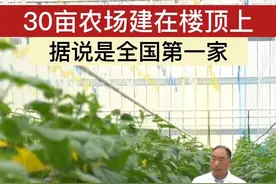 30亩“天空农场”建楼顶全国第1家，离地18米没有害虫，亩产6万斤图片