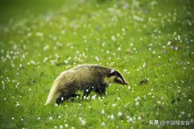 于毅桦：用野生动物做LOGO的企业，有责任支持生物多样性保护图片