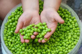 保存豌豆，别再焯水了，教你一招，储存一年也新鲜，不缩水不发黄图片