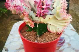 4种“丑八怪花”，却是镇宅吉祥树，耐旱好养活，轻松长成巨无霸图片