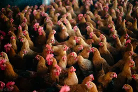 每年春天，鸡群呼吸道问题就难控制，你有没有遇到这种情况？图片