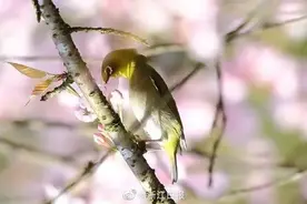 嘉兴海宁市、平湖市各通报3例新增阳性病例，轨迹公布【早新闻】图片