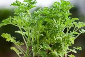 俗称“蚊虫克星”，2023夏天有蚊子不用愁，把它挖回家蚊子立马跑图片