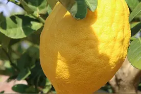 一味形似柠檬的中药：上能化痰止咳，中能疏肝解郁，下能理气宽中图片