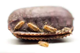 蟑螂消灭不干净？你肯定是忘了一件事，只有解决才能彻底消灭它！图片