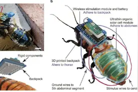 你害怕的大蟑螂，现在能救你的命图片