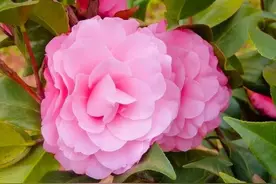 前人积善，后人得福！积德之人，必有后福图片