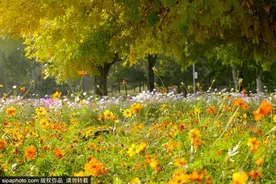 家门口的京城这6个休闲好去处，承包了你的秋色如许图片