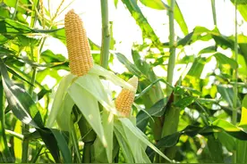 土地重分要等到2058年？无地农民咋办？干等着？这3招早知道图片