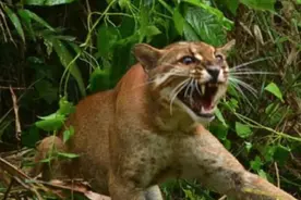 似虎非虎，似豹非豹，似猫非猫，最神秘的猫科动物——金猫图片