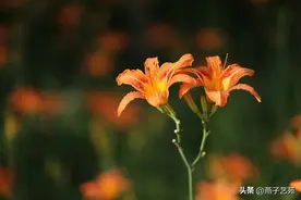 七绝《2023年母亲节感怀》十二首图片