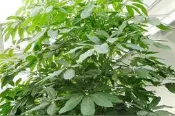 鹅掌柴，别称鹅掌木，鸭掌木图片