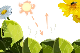 明天夏至节气，不妨一睹“飞龙在天”！还有6月牧夫座流星雨……图片