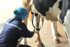 奶香醇厚，口感丝滑，记者带你品尝本地鲜牛奶！图片