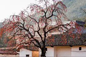富不富，门前树！院子种树首选5种，年年挂“金果”，日子红火火图片