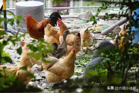 为什么说“鸡不养三年，狗不养六载”？老母鸡不是越老越营养么？图片