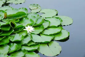 不争不抢的人，才是有福之人图片