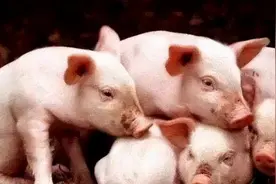 猪身上的6个部位，医生建议少吃，大肠排最后，榜首很多人爱吃图片