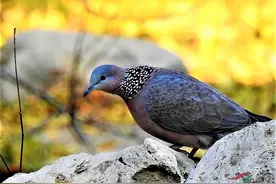 "鹁鸪"声特别好听的斑鸠，我们一起来认识一下吧图片