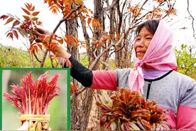 香椿如何繁殖育苗？2种枝条繁殖法、2种根系繁殖法，你选哪种？图片