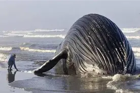 世界上最臭的“生化武器”，大自然的炸弹，鲸爆的威力有多大？图片