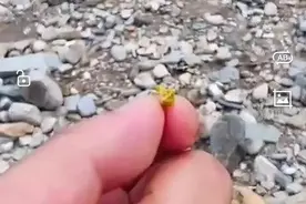 北京洪水后河道惊现黄金，警方：男子自购黄铜抛撒，已被刑事立案图片