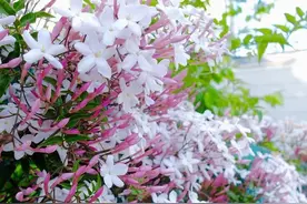 多花素馨，藤夲植物中花量最大的，见花不见叶，而且香气四溢图片