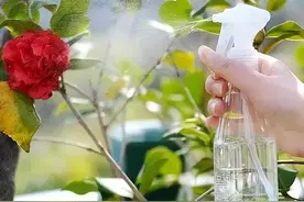 过年前，给家里的花草“洗洗澡”，喷这“5种水”，叶子油亮不发黄图片