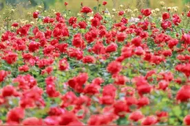 爽爽贵阳的「多巴胺穿搭」来啦！你爱哪一抹色彩？图片