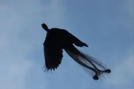 凤凰真实存在吗？2016年凤凰现身黑龙江，网传的照片真实可靠吗？图片